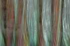 USA-Washington State-Seabeck Forest fantasy composite in Guillemot Cove Nature Preserve Art Print